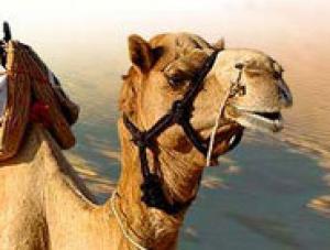Amazing Rajasthan Tour | Go Discover Abroad