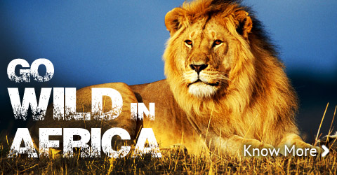 Go Wild in Africa