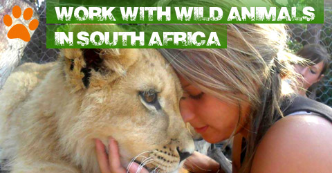 Wildlife Volunteering