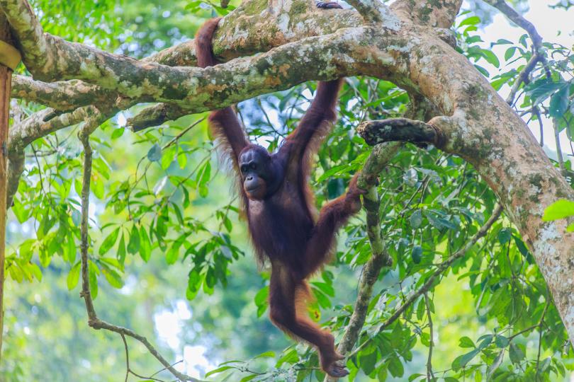 Borneo tour with Go Discover Abroad